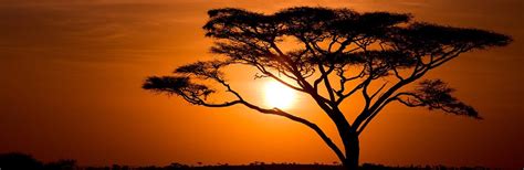 Der tropische akazienbaum (acacia) ist kein laubbaum von der stange, der sich im beet mit buche, esche oder eiche vergesellschaften lässt. Akazie - Mehr zur Holzart erfahren