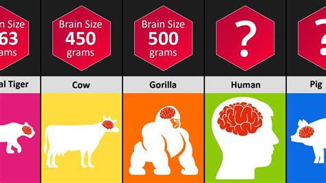 Animal Brain Size Comparison Which Animal Has The Biggest Brain