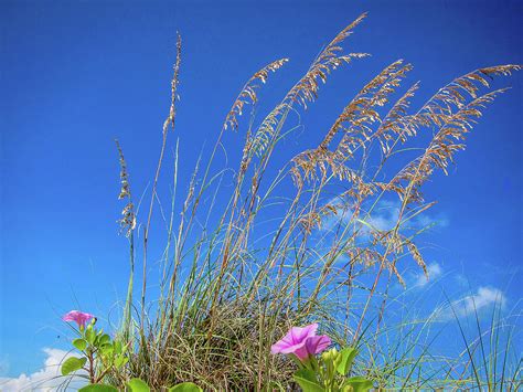 Sea Oats And Morning Glories Photograph By David Choate