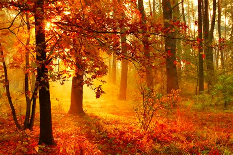 Autumn Sun Wallpapers High Quality Download Free