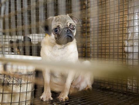 More states, including New York, move to end pet store puppy sales · A