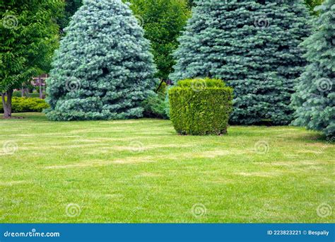 Evergreen Coniferous Trees On A Lawn With A Grass And A Trimmed Square