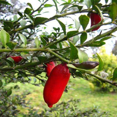 20pcs red finger limes citrus bonsai tropical pomegranate plant delicious sweet fruit garden