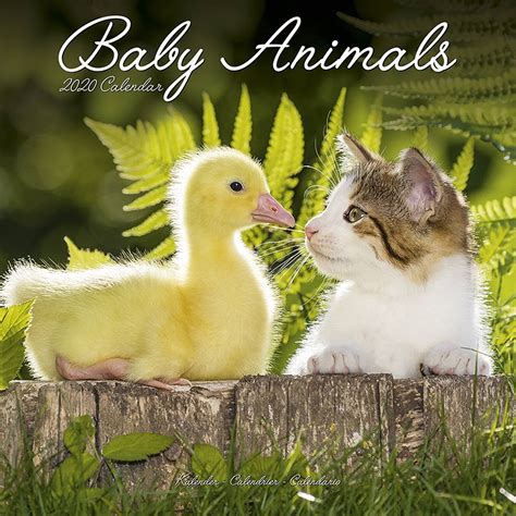 Baby Animals Calendar 2020 Pet Prints Inc