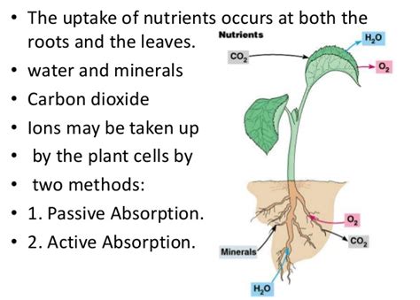 Mechanism Of Ion Absorption By Roots Roots Class Notes Igcse Biology