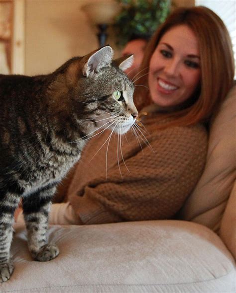 Bakersfields Hero Cat Who Saved Boy From Biting Dog To Be Honored On