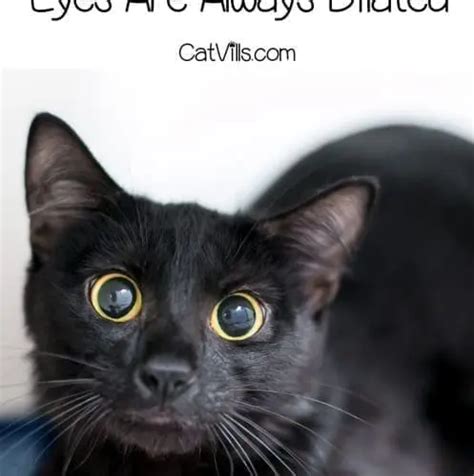 Why Are My Cats Eyes Always Dilated Vets Explanation