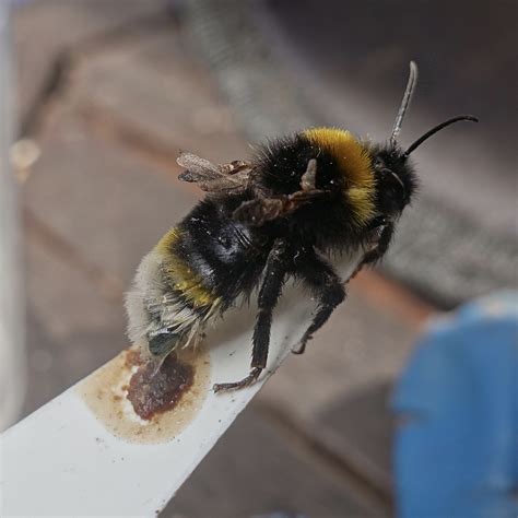 Deformed Wings On Bumble Bee — Bbc Gardeners World Magazine
