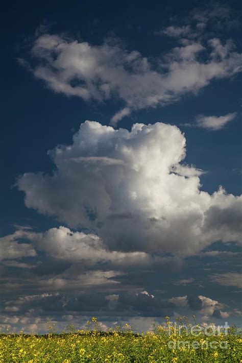 Cumulus Congestus Clouds In Spring Photograph By Stephen Burtscience