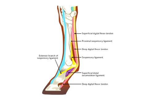 A tendon is a structure that connects muscle to bone to allow movement. Suspensory ligament injuries: all you need to know - Horse & Hound