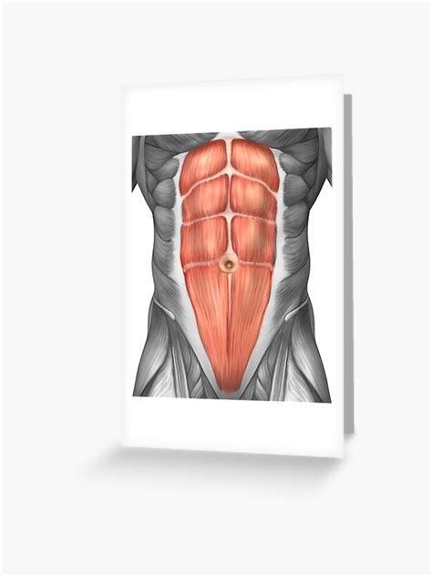 Abdominal Muscle Anatomy Male Anatomy Of Human Abdominal Muscles Art