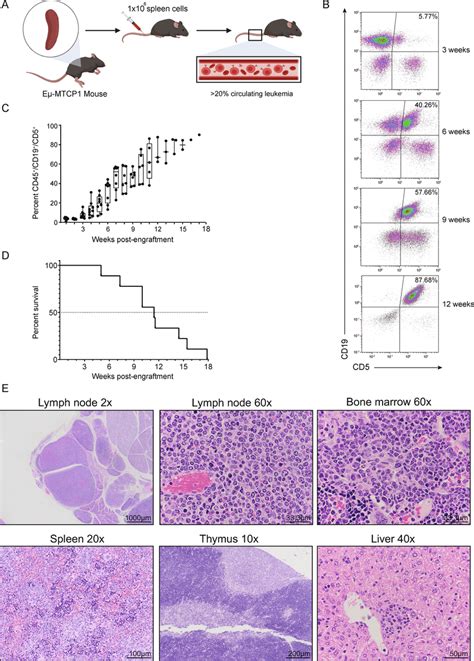 The Cll Like Disease Populating The Spleen Of Eµ Mtcp1 Mice Is Amenable