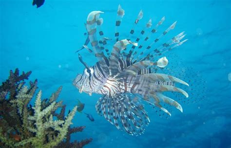 Fiji Marine Conservation & Diving | Travel with a Cause