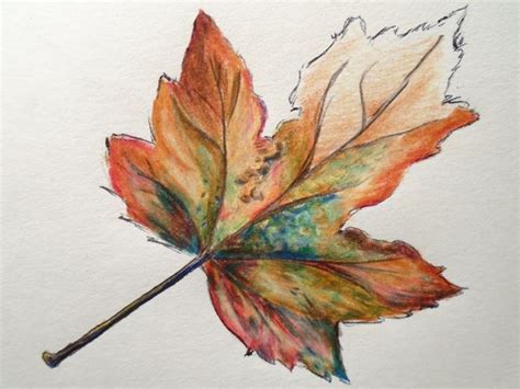 Fall Leaf Sketch Km Studio Drawings And Illustration Flowers Plants