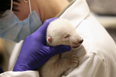 Survival Of The Smallest How The Toronto Zoo Is Saving Juno The Polar