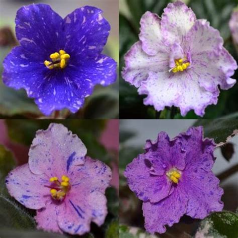 It refers to the color of any different single wavelength of light on the short wavelength end of the visible spectrum, between approximately 380 and 450 nanometers, whereas purple is the color of various combinations of red, blue, and violet light, some of which humans perceive as similar to violet. What are the Different Color Patterns of African Violet ...
