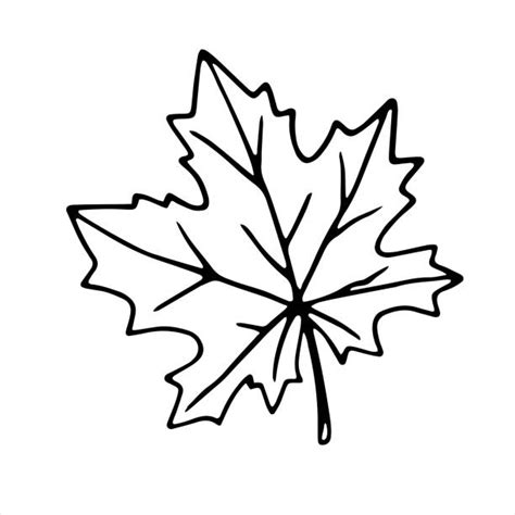 Black And White Maple Leaf Leaf Canadian Flag Illustrations Royalty
