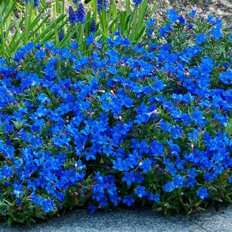 50 Bright Blue Alyssum Carpet Flower Sweet Seeds Stl17 Seeds And Bulbs
