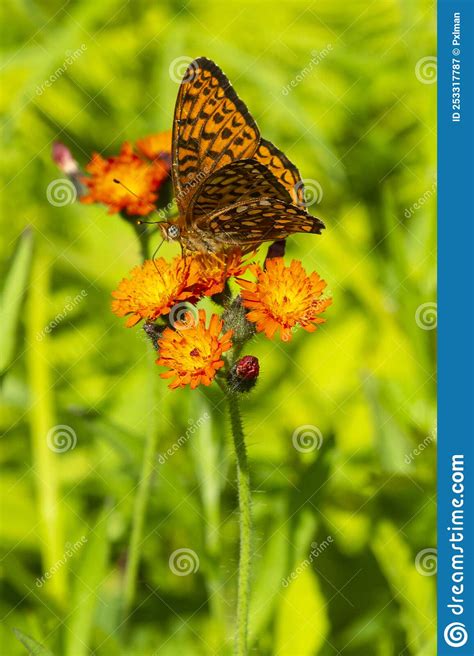 Great Spangled Fritillary Butterfly On An Orange Hawkweed New