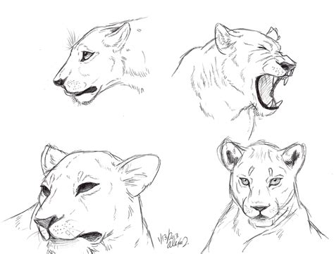 Lion And Lioness Drawing At Getdrawings Free Download