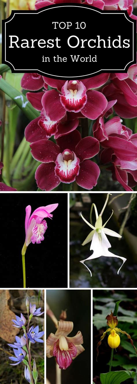 Top 10 Rarest Orchids In The World Rare Orchids Rare Flowers Orchids