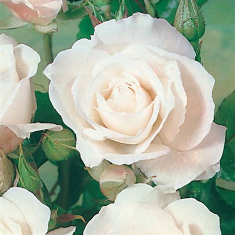 Rose Guardian Angel 5l Potted Harkness Roses
