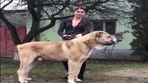 We have imported central asian shepherd /alabai and turkish kangal from turkey,russia. ALABAI CAO AMAZING DOG - YouTube