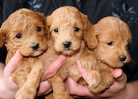 Free Photo Puppies Golden Doggies Free Image On Pixabay 688425