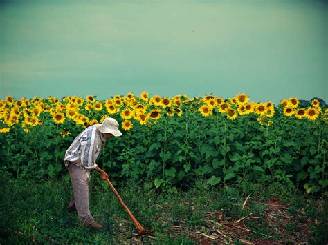 Fondos De Pantalla Amarillo Campo Girasol Cielo Cultivo