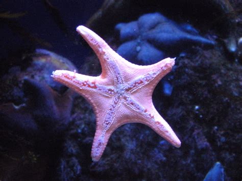 Starfish Sea Starfish Sea Creatures Starfish