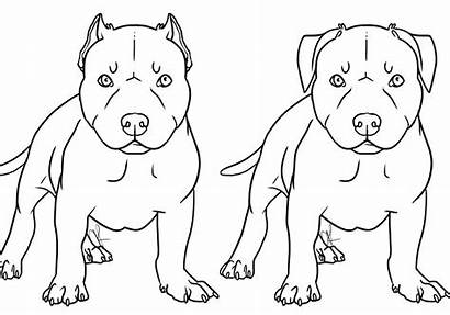 Pitbull Coloring Realistic Pages Printable Getcolorings Pag