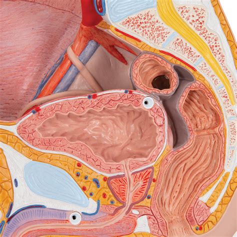 Anatomia Da Pelve Masculina