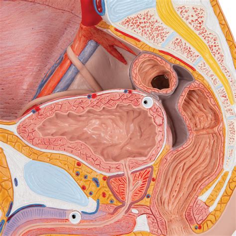 Anatomia Da Pelve Masculina MODISEDU