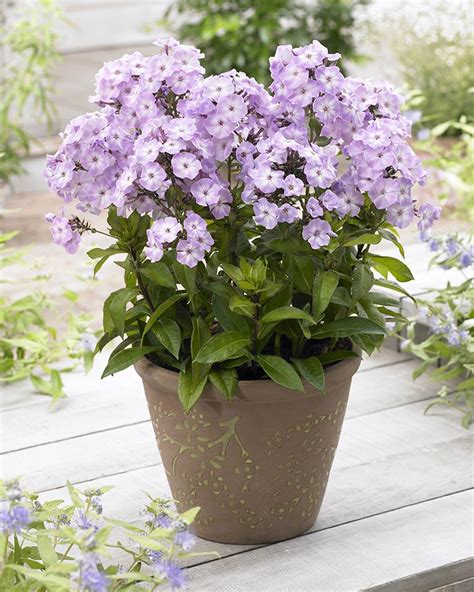 Beautifully Fragrant Plant Phlox In Patio Container To