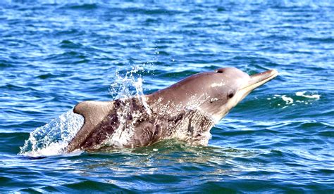 New Petition Calls For Critically Endangered Atlantic Humpback Dolphins