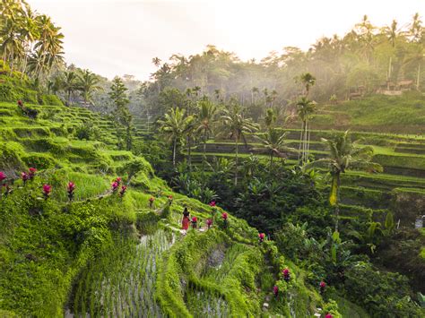 Tegalalang Rice Terrace In Ubud A Guide To Balis Most Beautiful Rice
