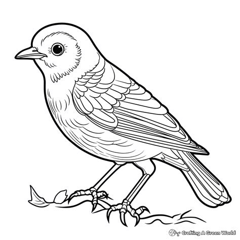 Robin Coloring Pages - Free & Printable!