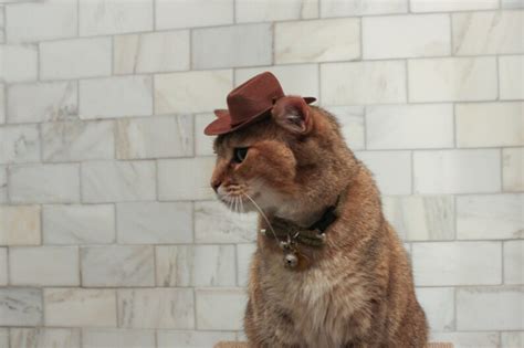 Brown Cowboy Cat Hat Free Shipping Etsy