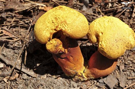 Yellow Mushrooms Growing In My Ga Yard Near Pine And Pecan James Hall Flickr