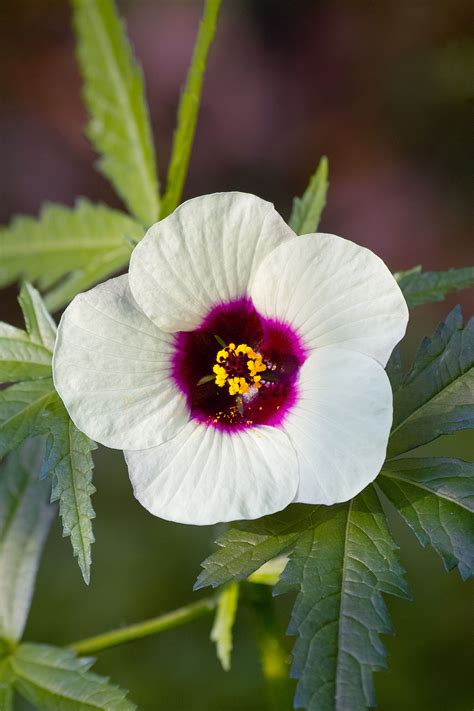 Dec 15, 2018 · taller varieties of hibiscus can grow 10 to 12 feet tall. White Kenaf Flower -10 seeds -Hibiscus -Attracts ...