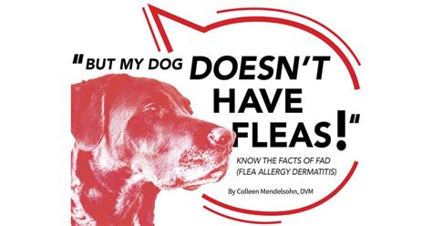 Know The Facts Of Fad Flea Allergy Dermatitis Pet Boarding And Daycare