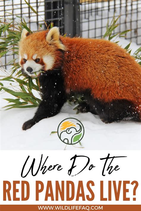Where Do The Red Pandas Live Wildlifefaq