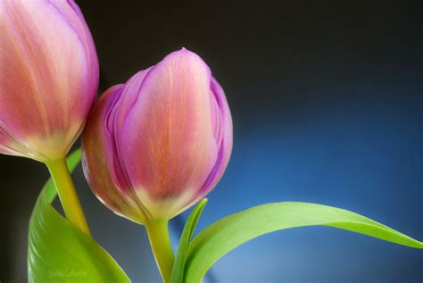 Tulips Buds Close Up Wallpapers Hd Desktop And Mobile Backgrounds
