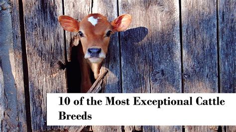 10 of the most exceptional cattle breeds youtube