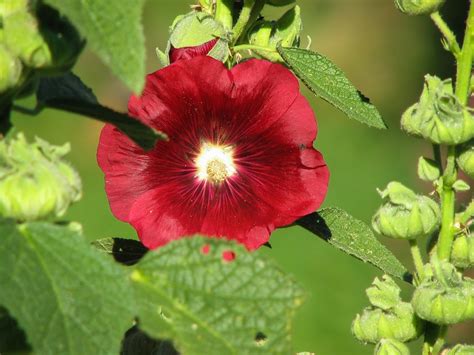 Stock Rose Mallow Red Free Photo On Pixabay
