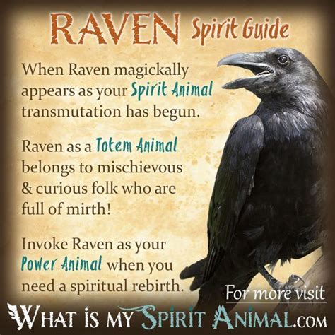 Raven Symbolism And Meaning Raven Spirit Animal And Totem