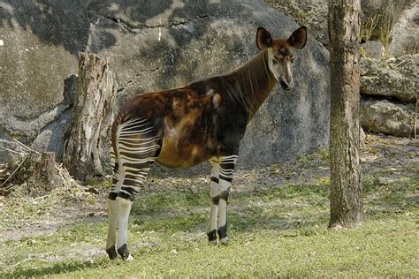 Okapi Okapia Johnstoni Ucumari Photography Flickr