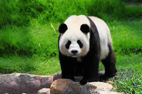 What Do Giant Pandas Need To Survive Explained