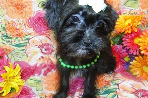 We did not find results for: Callie: Morkie / Yorktese puppy for sale near Tulsa, Oklahoma. | fb9197fc-b6f1