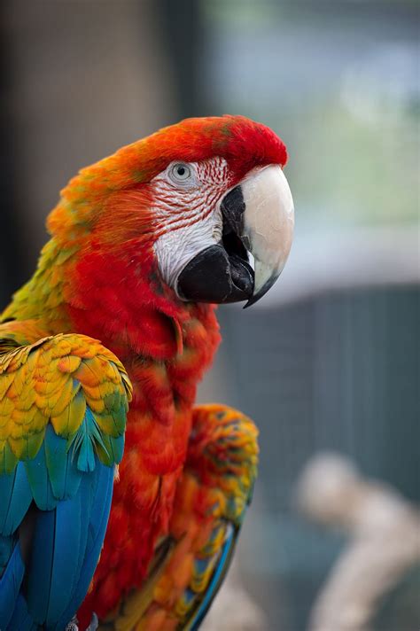 Scarlet Macaw Rainbow Parrot Plumage Red Color Beak Feather